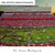 NC State Wolfpack Football Panoramic Fan Cave Decor - Carter-Finley Stadium Picture