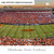 Oklahoma State Cowboys Football Panoramic Picture - Boone Pickens Stadium