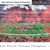 2022 College Football Playoff National Championship Panoramic Picture - Georgia Bulldogs