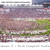 Florida State Seminoles Football Victory - Field Storming Panoramic Picture - Doak S. Campbell Stadium Fan Cave Decor