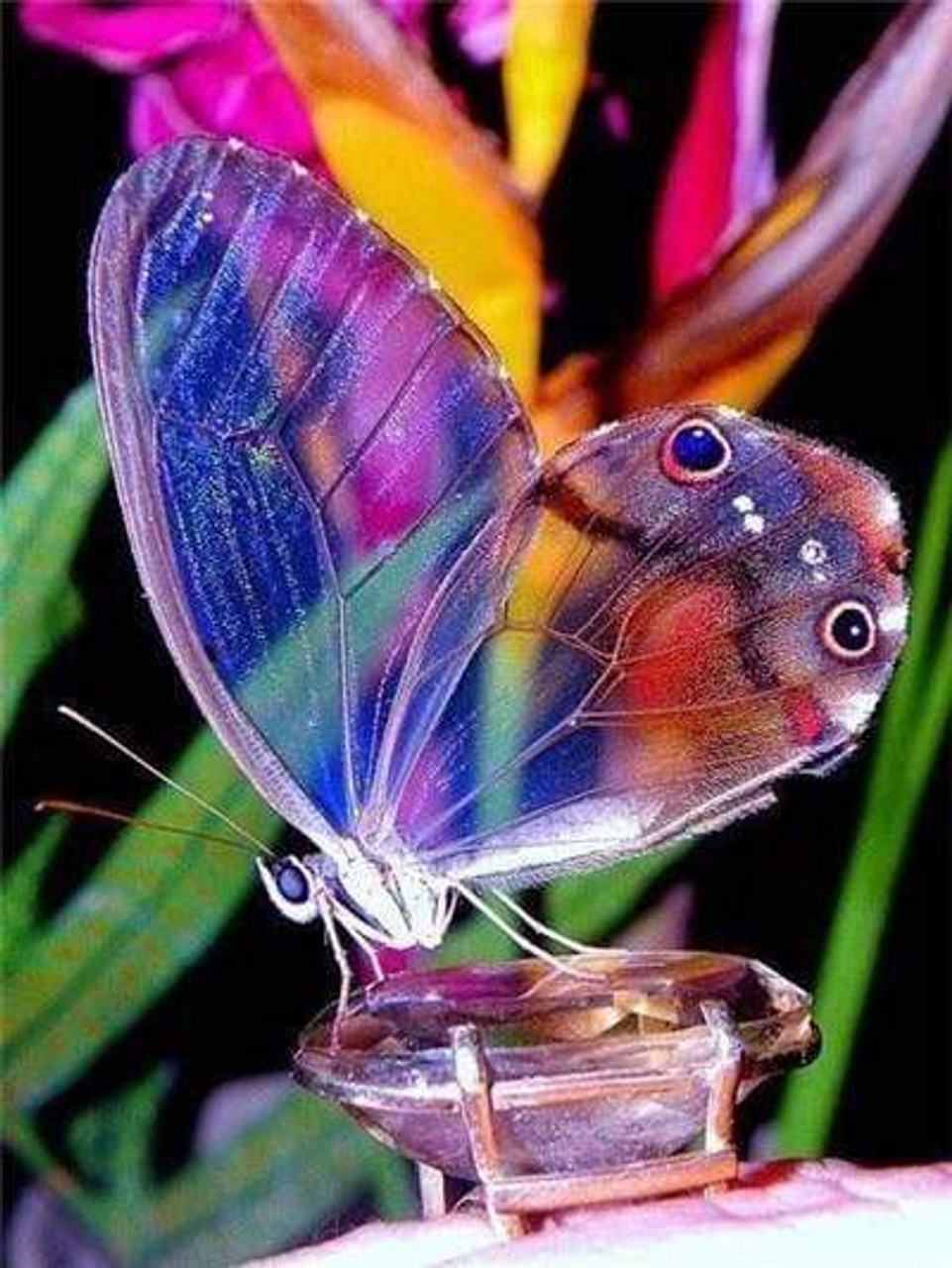 5D Diamond Painting Glowing Purple and Blue Butterfly Kit - Bonanza  Marketplace