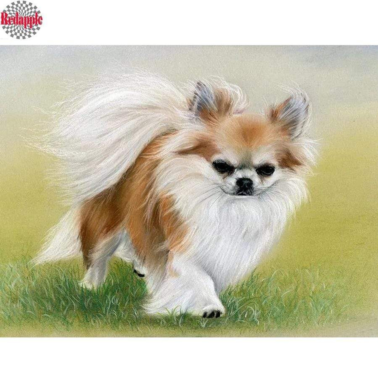 Pomeranian tan deals and white