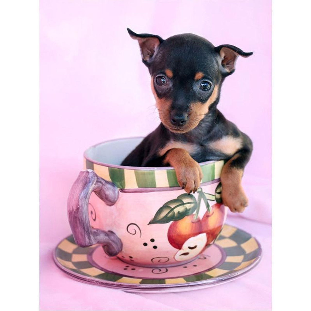 Teacup mini hot sale pinscher for sale