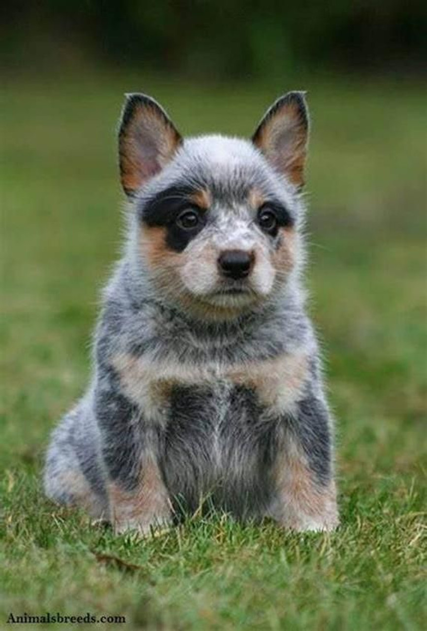 blue heeler puppy