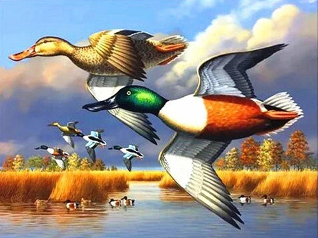 mallard ducks flying