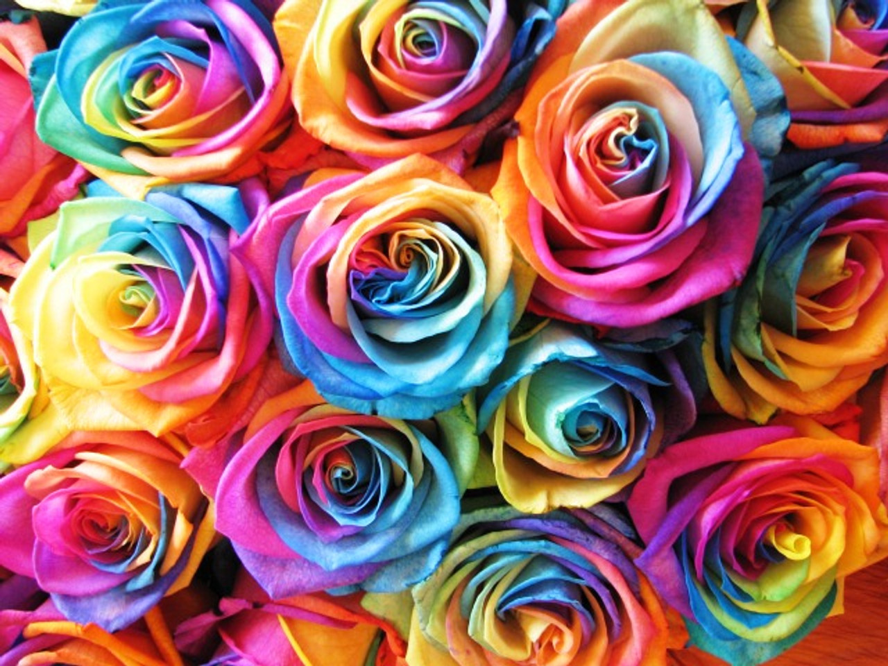 colorful rose painting