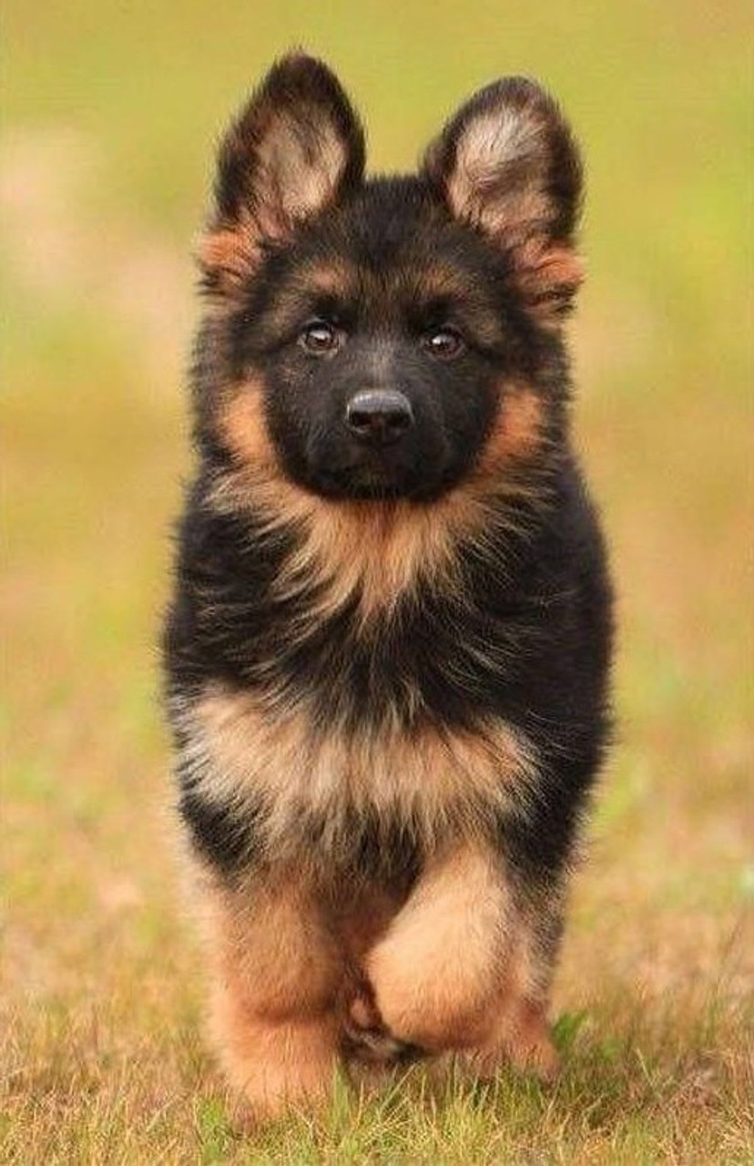 cute puppies german shepherd