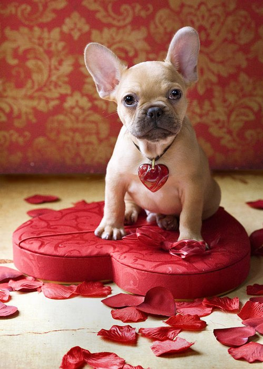 5D Diamond Painting French Bulldog Puppy Heart Box Kit