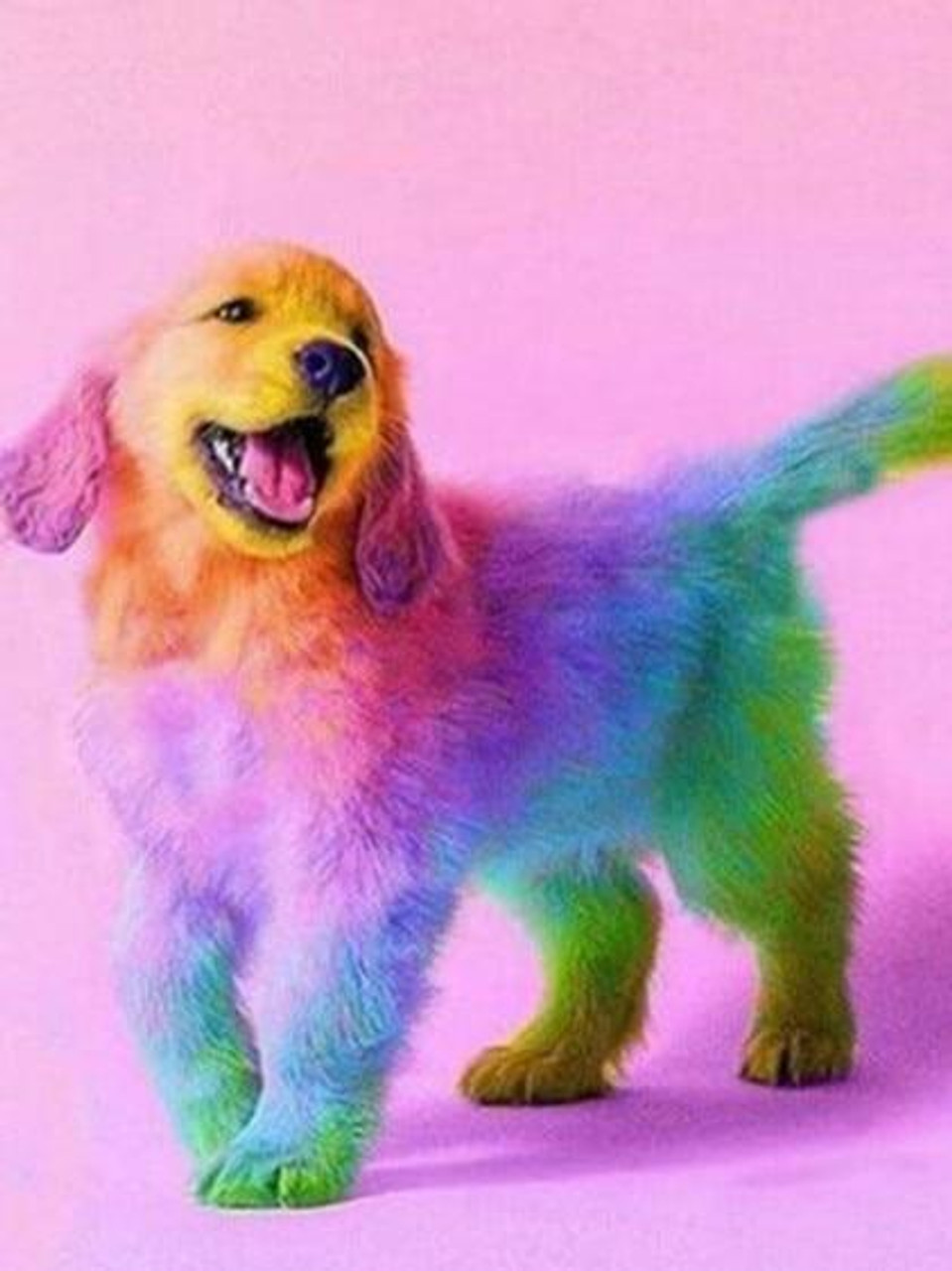 Colorful Puppy Dog - Animals 5D Diamond Paintings