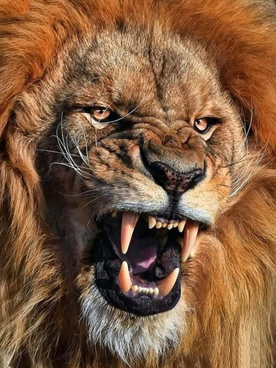 lion roaring