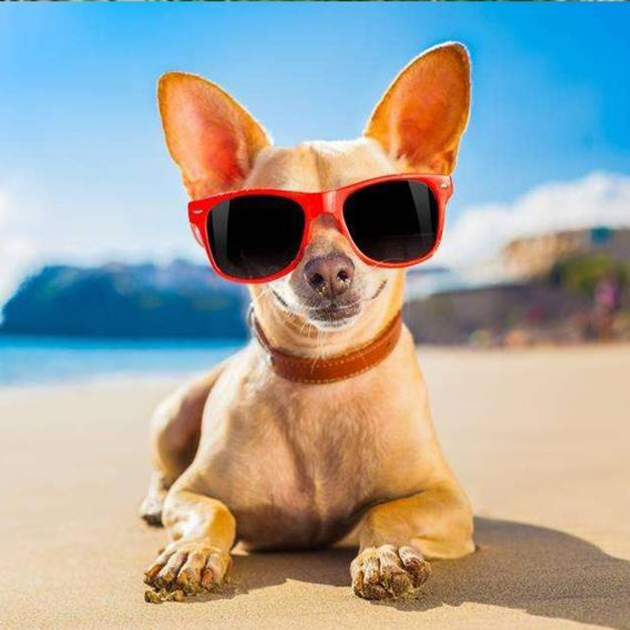 Chihuahua sunglasses shop