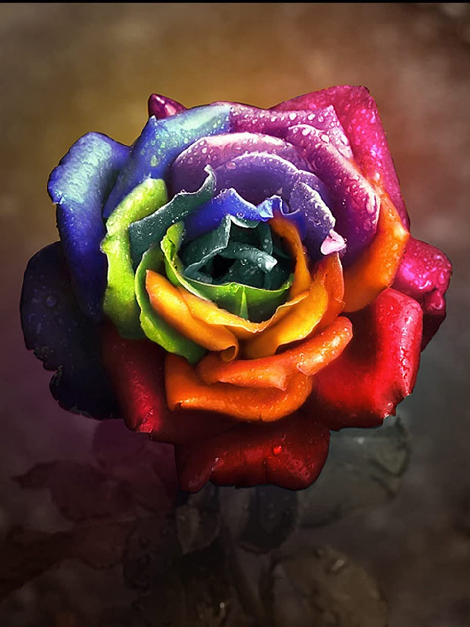 beautiful colorful roses