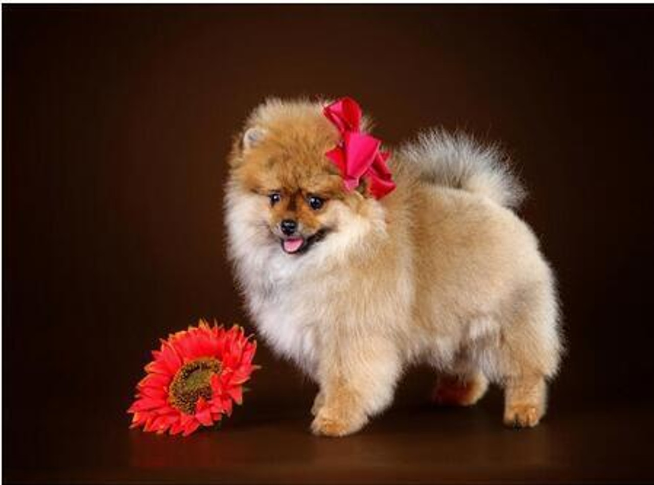 Pomeranian discount with bow