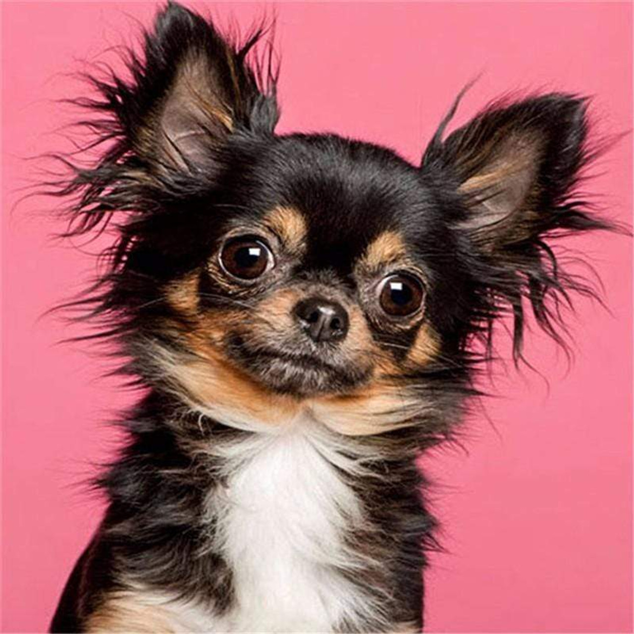 10504 Long Hair Chihuahua Images Stock Photos  Vectors  Shutterstock