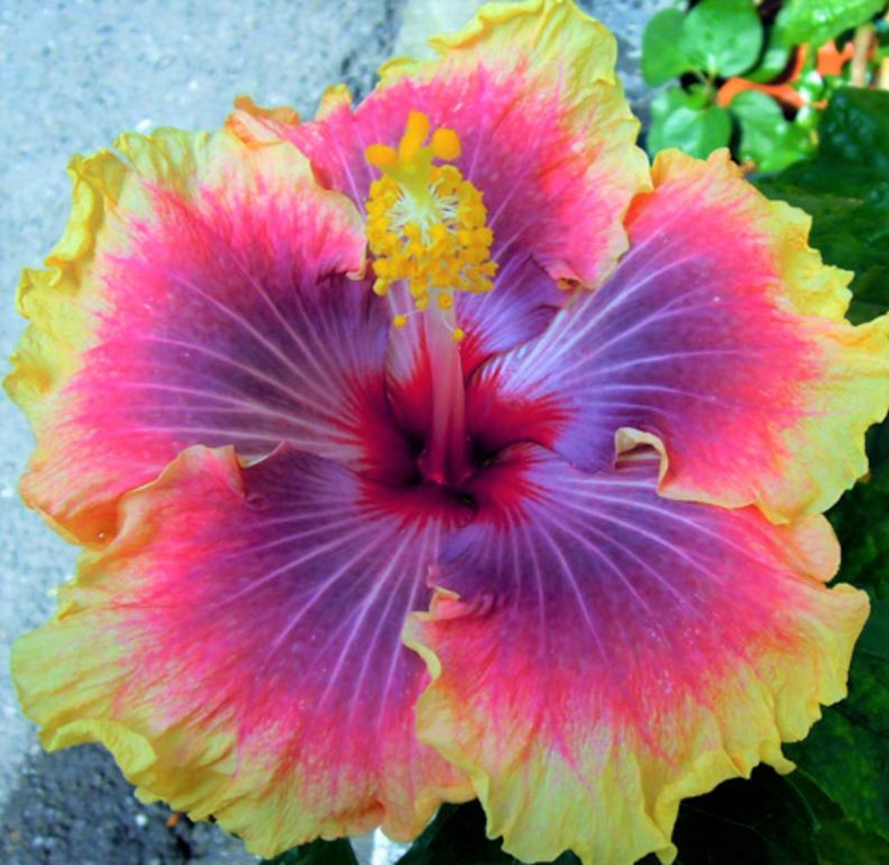 hibiscus diamond