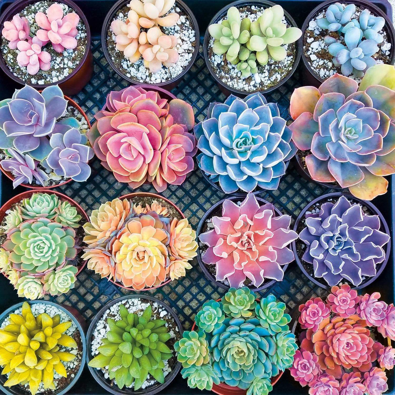 Succulent Painting Kit Plant Style Diy Artificial Diamond - Temu