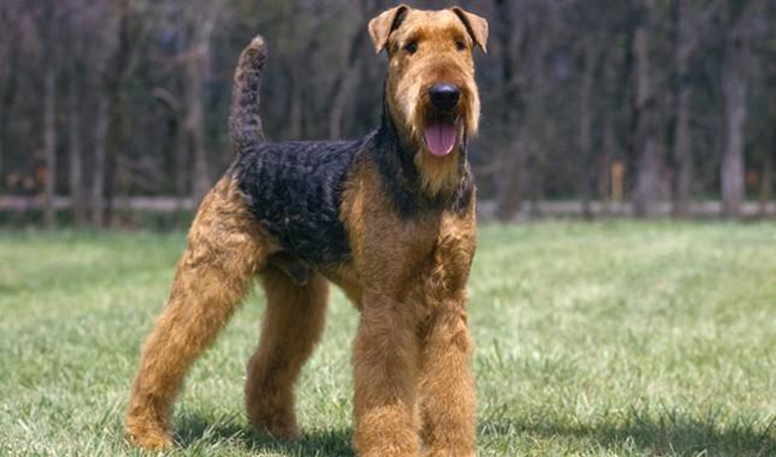 5D Diamond Painting Airedale Terrier Kit
