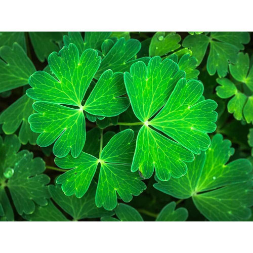 5D Diamond Painting Green Clovers Kit