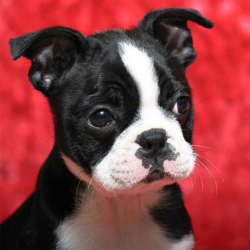 5D Diamond Painting Red Background Boston Terrier Puppy Kit