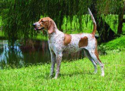 5D Diamond Painting American English Coonhound Kit