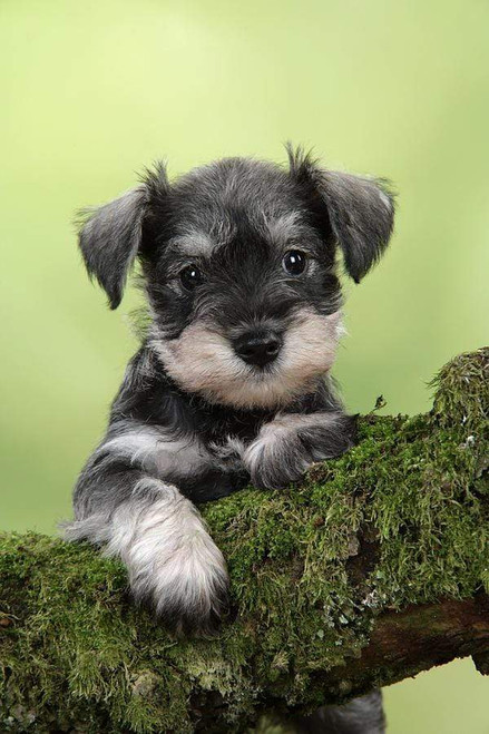 5D Diamond Painting Schnauzer Puppy on a Branch Kit