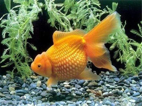 5D Diamond Painting Oranda Goldfish Kit