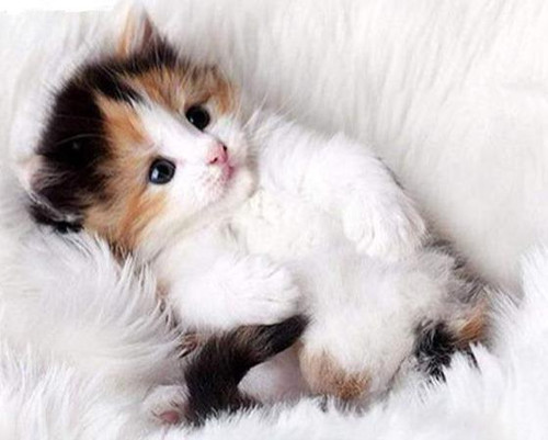 5D Diamond Painting Little Fluffy Kitten Kit
