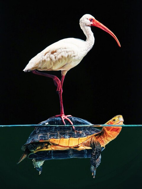 5D Diamond Painting Bird on a Turtle Kit