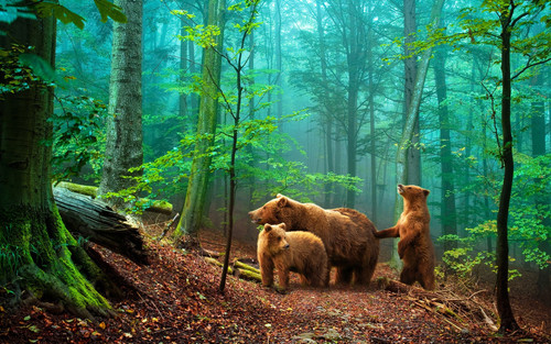 5D Diamond Painting Bears in the Woods Kit