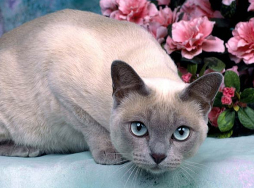 5D Diamond Painting Blue Point Siamese Kit