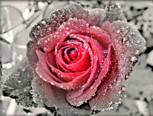 5D Diamond Painting Frosted Pink Rose Kit