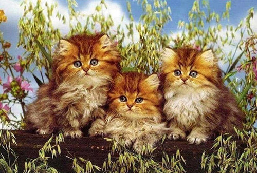 5D Diamond Painting Three Fluffy Striped Kittens Kit