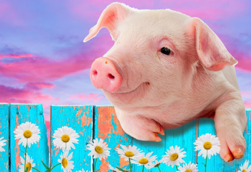 5D Diamond Painting Pig on a Fence Kit