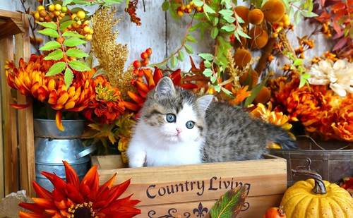 5D Diamond Painting Country Living Kitten Kit