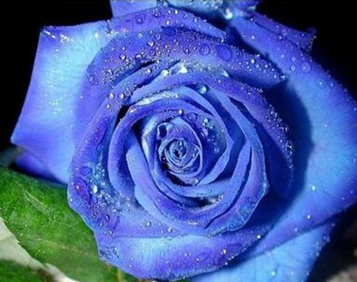 5D Diamond Painting Large Blue Rose Kit