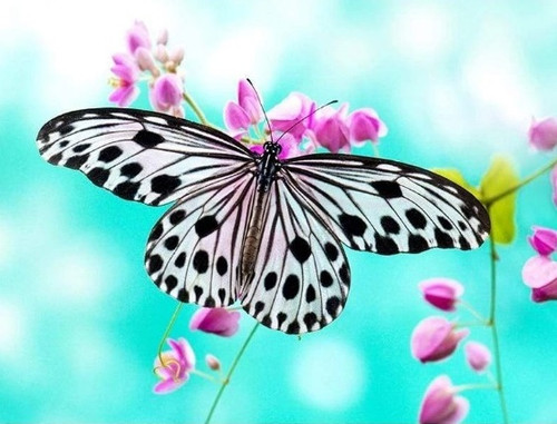 5D Diamond Painting Black Spotted Butterfly Kit