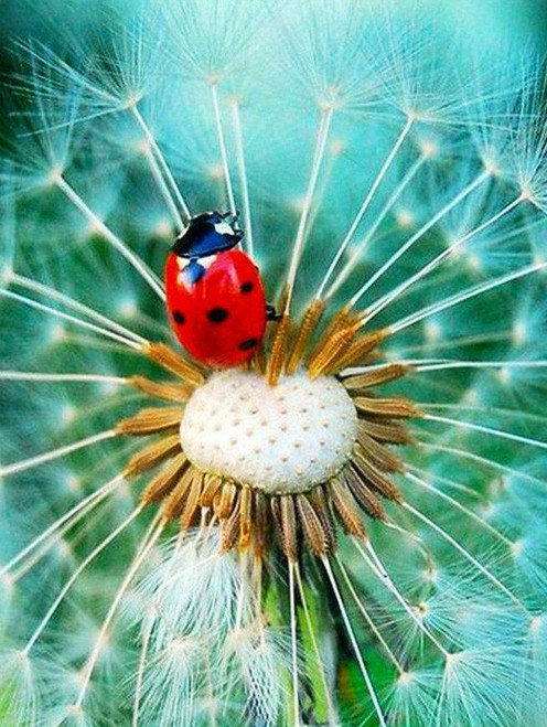 5D Diamond Painting Dandelion Ladybug Kit