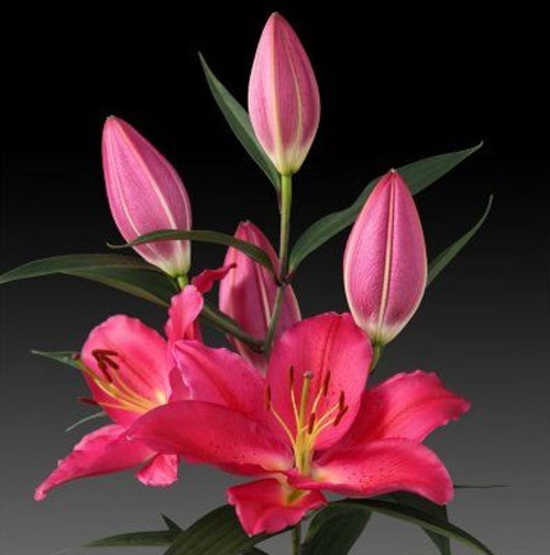 5D Diamond Painting Pink Lilies Kit