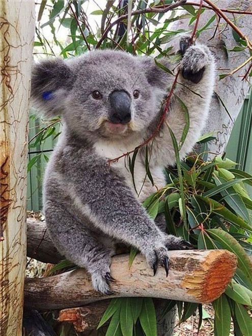 5D Diamond Painting Koala in a Tree Kit