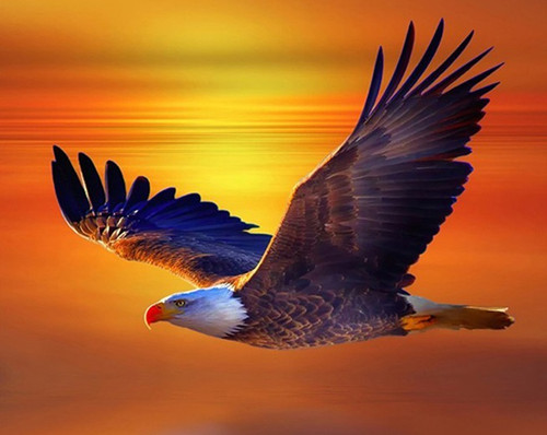 5D Diamond Painting Eagle Soaring Sunset Kit