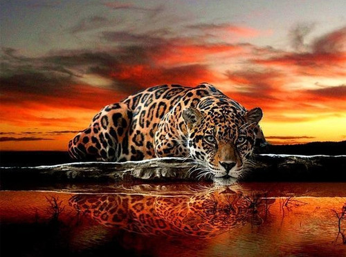 5D Diamond Painting Leopard in the Sunset Kit