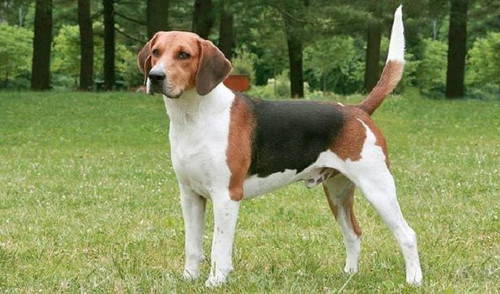 5D Diamond Painting American Foxhound Kit