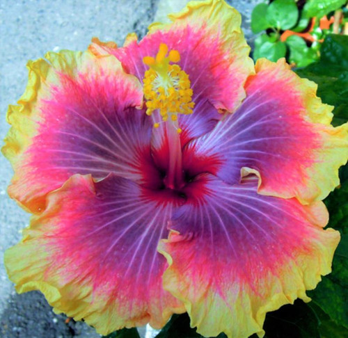 5D Diamond Painting Sun Fizzle Hibiscus Kit