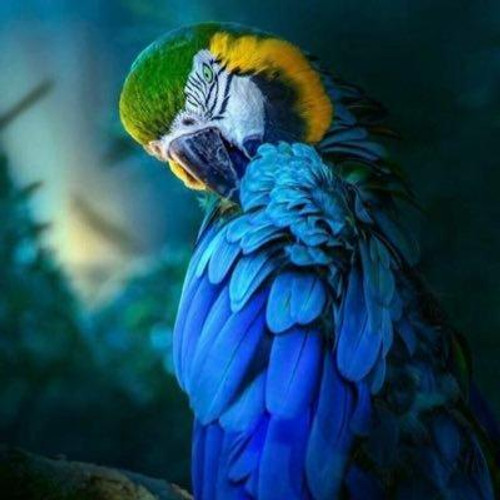 5D Diamond Painting Blue Back Parrot Kit