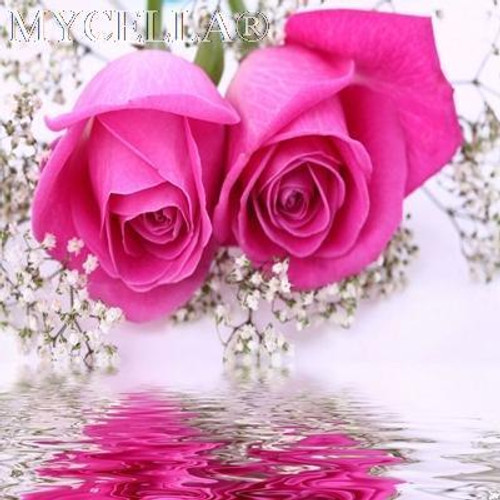 5D Diamond Painting Hot Pink Roses Kit