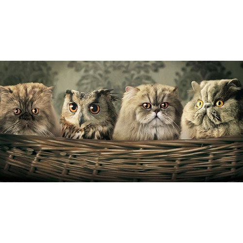 5D Diamond Painting Three Cats and an Owl Kit
