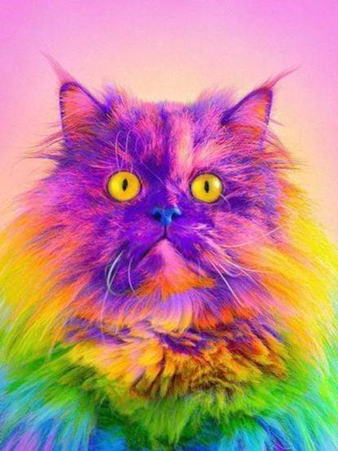 5D Diamond Painting Rainbow Sherbet Cat Kit