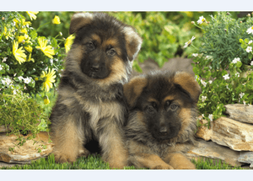 5D Diamond Painting Two German Shepherd Puppies Kit