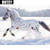 5D Diamond Painting Black Speckled White Horse in the Snow Kit