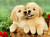 5D Diamond Painting Two Golden Puppies in a Basket Kit